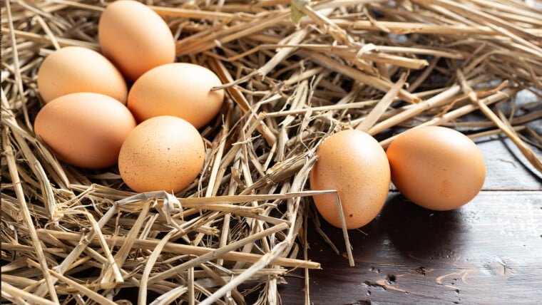 huevos de campo de la Colonia. Córdoba - Argentina