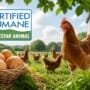 🥚 Sello Certified Humane Latino: Guía completa sobre el bienestar animal en la producción de huevos